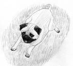 (Bw11) - Pencil Pug 