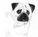 (Bw14) - Pencil Pug 