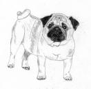 (Bw2) - Pencil Pug 