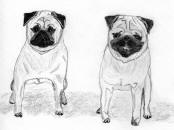 (Bw5) - Pencil Pugs