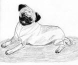 (Bw6) - Pencil Pug 