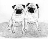 (Bw8) - Pencil Pugs