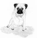 (Bw9) - Pencil Pug 