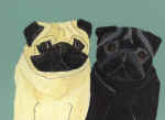 (A10) Fawn & Black Pugs with green background