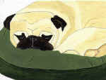 (A14) Fawn Pug sleeping on bed