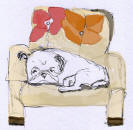 Bw20 - Pug Sleeping on Chair