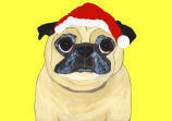 (HA65) - Holiday Senior Fawn Pug