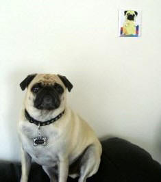 Salinger thinks his new switchplate looks just like him!