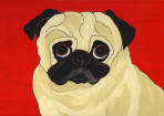(A56) Fawn Pug with red background