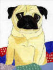 (A16) Fawn Pug in quilt