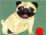 (A18) Fawn Pug with red ball