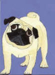 (A26) Fawn Pug with blue background