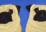 (A36) 2 Fawn Peeking Pugs with blue background
