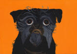 Affenpinscher