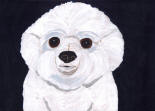 Bichon