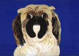 Pekingese