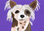 Chinese Crested - Hairless