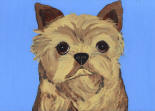 Norwich Terrier