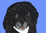 Portuguese Water Dog