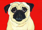 (A76) Fawn Pug w/ Red background
