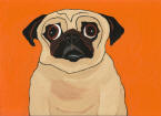 (A80) Fawn Pug w/ Orange Background