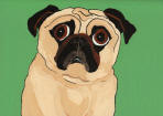 (A89) Fawn Pug with Green Background