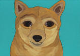 Shiba Inu