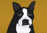 Boston Terrier with Golden Mustard Background