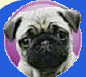 Pugs' Anonymous