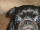 Pug Manor