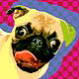Pug Pictures