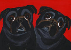 Pug Design A66