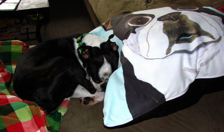 Otis Loves his dog bed! (Boston Terrier design - 24 x 30 shown)