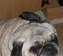 Pug sneeze - July 2006