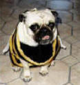 Pug A Bee