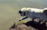 Fishing for floating Cheerios.