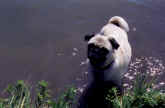 Emmitt learns to swim.