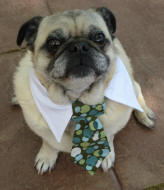 Dapper Pug - Halloween 2008